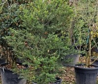 Ilex crenata 'Green Hedge' - Japanse hulst - 1