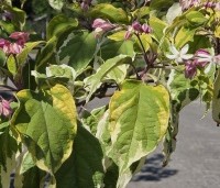 Clerodendrum trichotomum 'Variegatum' - Bontbladige pindakaasstruik - 3
