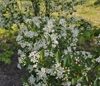 Aronia melanocarpa 'Hugin' - Appelbes  'Hugin' - 2