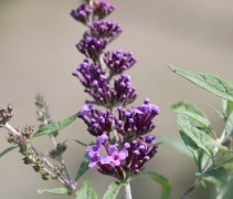 Buddleja davidii  'Buzz Violet'