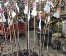 Malus domestica 'Cox d' Orange Pippin'