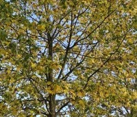 Acer platanoides - Noorse Esdoorn - herfst