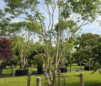 Heptacodium miconioides - Zevenzonenboom - 3