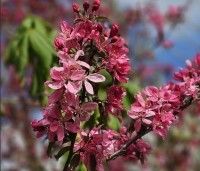 Malus 'Mokum' - Sierappel 'Mokum' - 2