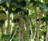Cercis chinensis 'Avondale' - Chinese Judasboom 'Avondale'  - 3