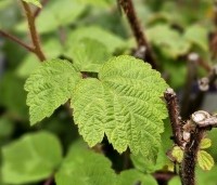 Rubus 'Tayberry' - Taybes - 1