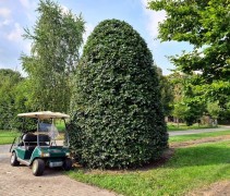 Fagus sylvatica, kegel of bijenkorf