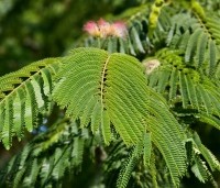Albizia julibrissin - Perzische slaapboom - 6