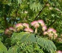 Albizia julibrissin - Perzische slaapboom - 7