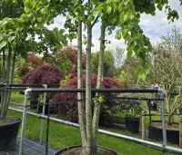 Tilia x europaea 'Pallida' - Koningslinde - 1