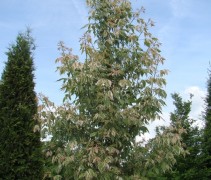 Acer negundo 'Flamingo', jonge boom op onze boomkwekerij te Apeldoorn