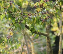 Cornus sanquinea
