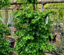Hydrangea Petiolaris