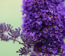 Vlinderstruik 'Black Knight' detailfoto bloem