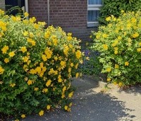 Hypericum 'hidcote' - Hertshooi 'Hidcote' - vakbeplanting - 3