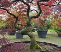 Acer palmatum 'Garnet' - Japanse esdoorn 'Garnet' - 2