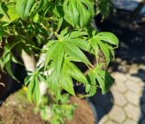 Acer palmatum 'Fior d'Arancio'