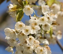 Prunus avium bloesem