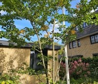 Prunus 'Accolade' - Japanse Sierkers - september