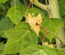 Acer davidii jonge uitlopers en blad