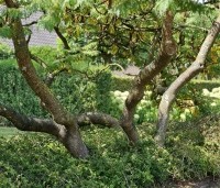 Rhus typhina 'Dissecta' - Rhus typhina 'Dissecta' - 4