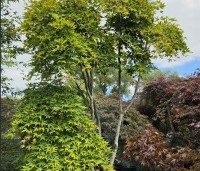 Acer palmatum 'Jiro-shidare' - Japanse esdoorn treurvorm - 2