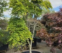 Acer palmatum 'Jiro-shidare' - Japanse esdoorn treurvorm - 3