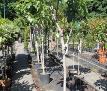 Ficus Carica Brown Turkey