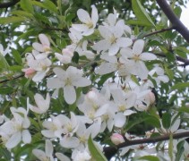 Malus toringo 'Mandarin'