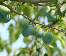 Prunus domestica 'Reine Claude d'Althan'