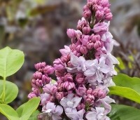 Syringa vulgaris 'Katherine Havemeyer' - Sering 'Katherine Havemeyer' - 1