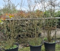Callicarpa bodinieri 'Profusion' - Schoonvrucht -  solitair struiken in de winter