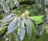 Castanea sativa 'Variegata' - Tamme Kastanje 'Variegata' - 7