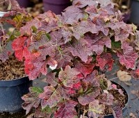 Hydrangea Quercifolia 'Ruby Slippers' - Roze bloeiende eikenblad hortensia - voorbeeld pot C7,5 herfst