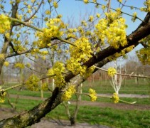 Cornus mas