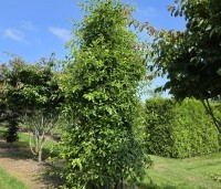 Nyssa sylvatica 'Autumn Cascades' - Zwarte tupeloboom  - 1