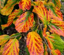 Parrotia persica 'Vanessa'