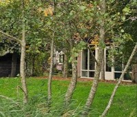 Alnus glutinosa - Zwarte Els - meerstammen