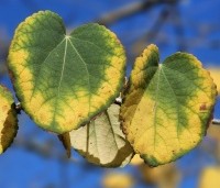 Cercidiphyllum japonicum  - Katsuraboom - 1
