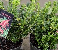 Vaccinium vitis-idaea 'Miss Cherry' - Vossenbes - 1