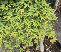 Acer palmatum 'Jiro-shidare' - Japanse esdoorn treurvorm - 1