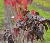 Prunus serrulata 'Royal Burgundy'  - Roodbladige sierkers - najaar