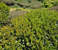 Prunus laurocerasus 'Etna' - Laurierkers - wolk