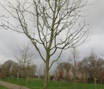 Malus domestica 'Reinette Grise'