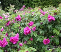 Rosa Rugosa