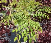 Aralia elata - Engelenboom - 1
