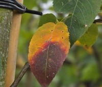 Amelanchier laevis 'Snowflakes' - Krentenboompje - 1