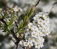 Spiraea x cinerea 'Grefsheim' - Spierstruik  'Grefsheim' - 2