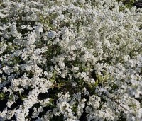 Spiraea x cinerea 'Grefsheim' - Spierstruik  'Grefsheim' - 1