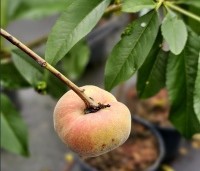 Prunus persica 'Saturne' - Perzik 'Saturne' - 3